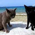 Mykonos Katzen (5)